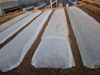 김한수님의 마늘 · 영농일지 작성글 사진