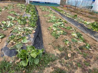 텃밭입문님의 배추 · 영농일지 작성글 사진