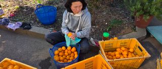 김영호님의 귤 · 영농일지 작성글 사진