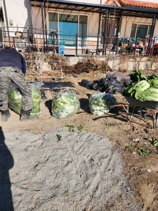 김영숙님의 배추 · 영농일지 작성글 사진