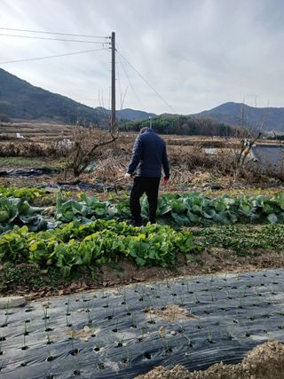 이현목님의 벼 · 영농일지 작성글 사진