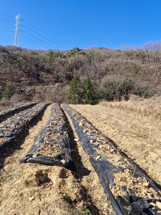 텃밭농사초보님의 기타작물 · 영농일지 작성글 사진