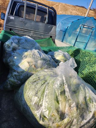 김영숙님의 배추 · 영농일지 작성글 사진