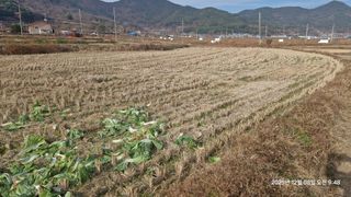 이현목님의 벼 · 영농일지 작성글 사진