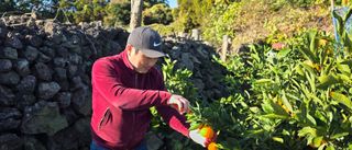 김영호님의 귤 · 영농일지 작성글 사진