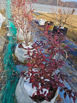 김재현님의 블루베리 · 영농일지 작성글 사진