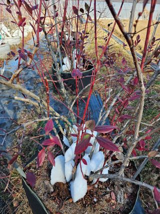 김재현님의 블루베리 · 영농일지 작성글 사진