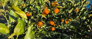 김영호님의 귤 · 영농일지 작성글 사진