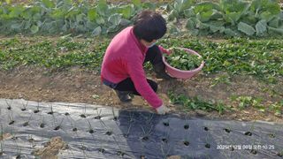 이현목님의 벼 · 영농일지 작성글 사진