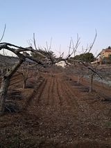 팜모닝 기타작물·영농일지 게시글 이미지