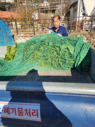 김영숙님의 배추 · 영농일지 작성글 사진