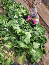 팜모닝 기타작물·영농일지 게시글 이미지