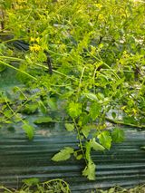 팜모닝 토마토·영농일지 게시글 이미지