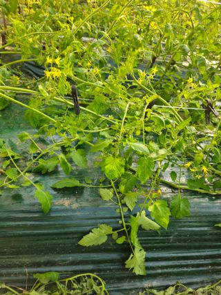 한혜경님의 토마토 · 영농일지 작성글 사진