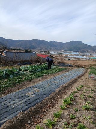 이현목님의 벼 · 영농일지 작성글 사진
