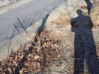 김용대님의 두릅 · 영농일지 작성글 사진