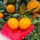 팜모닝 귤·영농일지 게시글 이미지