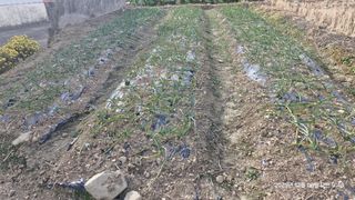 이현목님의 벼 · 영농일지 작성글 사진