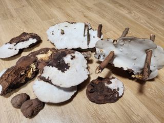 흰돌농원님의 기타작물 · 영농일지 작성글 사진