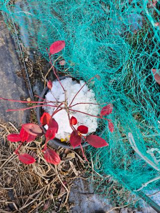 김재현님의 블루베리 · 영농일지 작성글 사진