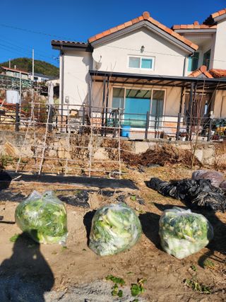 김영숙님의 배추 · 영농일지 작성글 사진