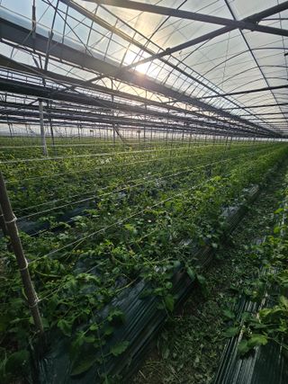 한혜경님의 토마토 · 영농일지 작성글 사진