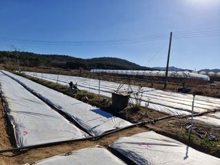 장순봉님의 마늘 · 영농일지 작성글 사진