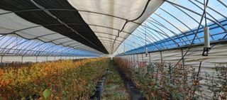 고추22286님의 블루베리 · 영농일지 작성글 사진