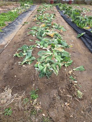 텃밭입문님의 배추 · 영농일지 작성글 사진