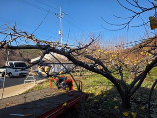 김정훈님의 복숭아 · 영농일지 작성글 사진