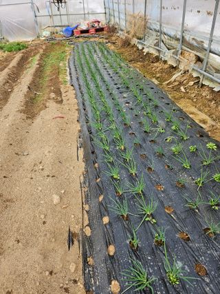 최재영님의 파 · 영농일지 작성글 사진