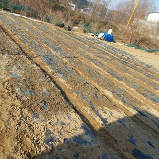 해안로님의 마늘 · 영농일지 작성글 사진