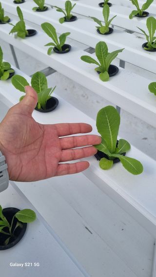 정영훈님의 기타작물 · 영농일지 작성글 사진