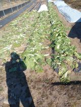 팜모닝 배추·영농일지 게시글 이미지