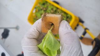 정영훈님의 기타작물 · 영농일지 작성글 사진