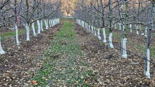 김병수님의 사과 · 영농일지 작성글 사진