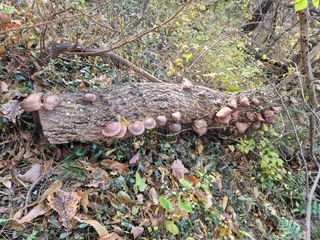 작산님의 버섯 · 영농일지 작성글 사진