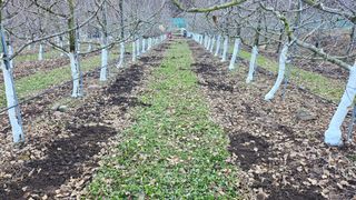 김병수님의 사과 · 영농일지 작성글 사진