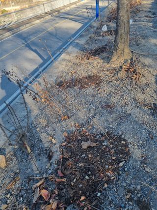 김용대님의 두릅 · 영농일지 작성글 사진