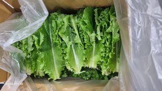 정영훈님의 기타작물 · 영농일지 작성글 사진