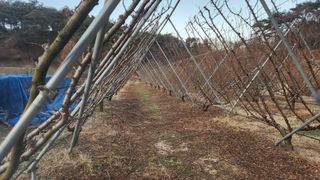 김준한님의 자두 · 영농일지 작성글 사진