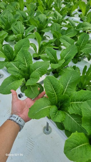 정영훈님의 기타작물 · 영농일지 작성글 사진