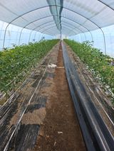 팜모닝 고추·영농일지 게시글 이미지