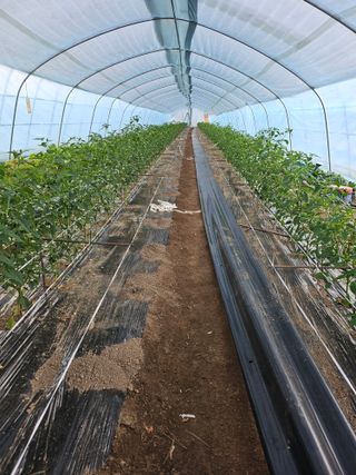 오이15712님의 고추 · 영농일지 작성글 사진