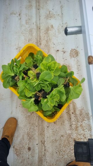 정영훈님의 기타작물 · 영농일지 작성글 사진