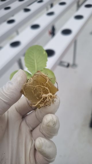 정영훈님의 기타작물 · 영농일지 작성글 사진