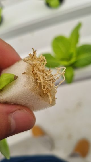 정영훈님의 기타작물 · 영농일지 작성글 사진