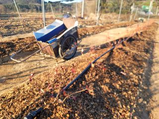 박치문님의 블루베리 · 영농일지 작성글 사진