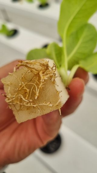 정영훈님의 기타작물 · 영농일지 작성글 사진