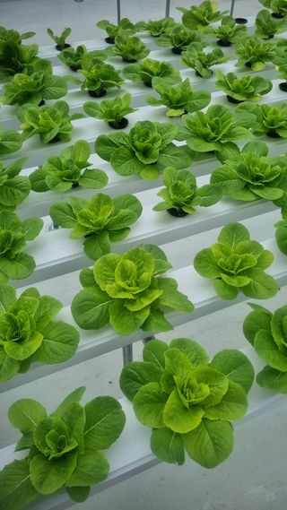 정영훈님의 기타작물 · 영농일지 작성글 사진